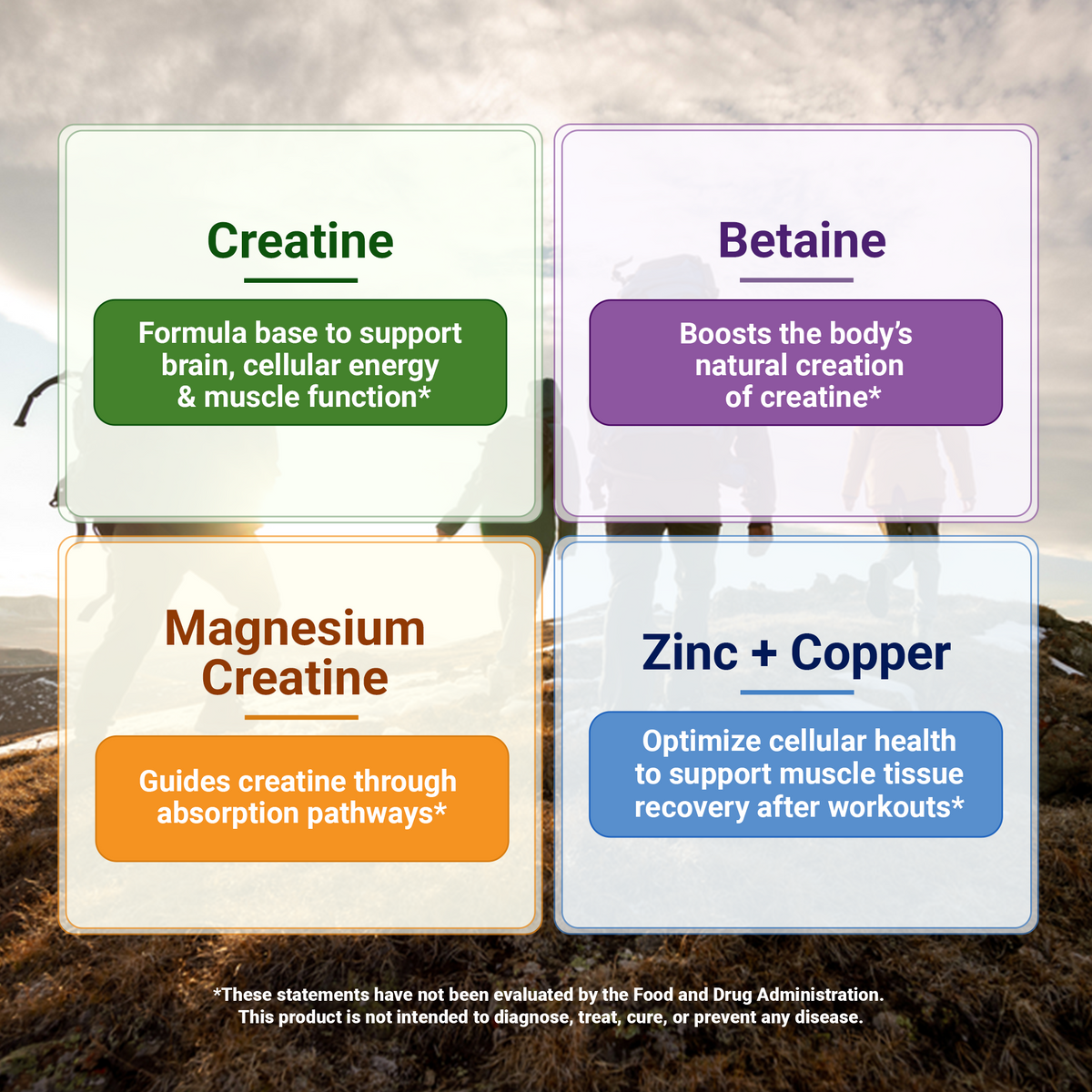 Four panels against a natural background highlighting key ingredients: Creatine as a formula base to support brain, cellular energy & muscle function, Betaine that boosts the body's natural creation of creatine, Magnesium creatine that guides creatine through absorption pathways, Zinc plus copper to optimize cellular health to support muscle tissue recovery after workouts.